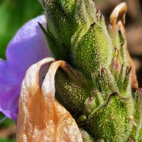 Strobilanthes gardneriana (Nees) T.Anderson